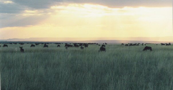 African plains